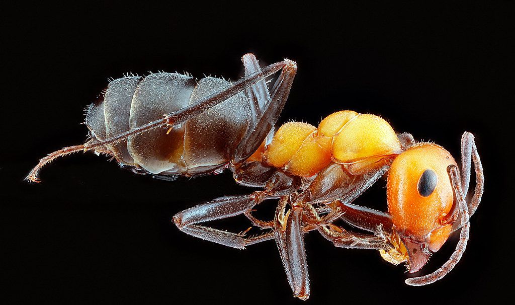 Ant Control service in Kent, WA