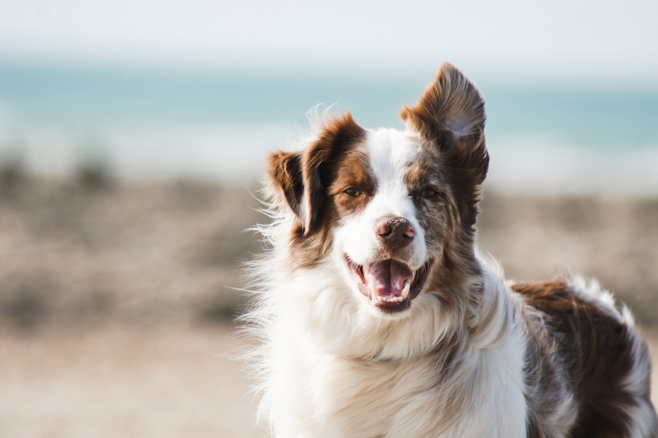 Flea & Tick Control service in Kent, WA