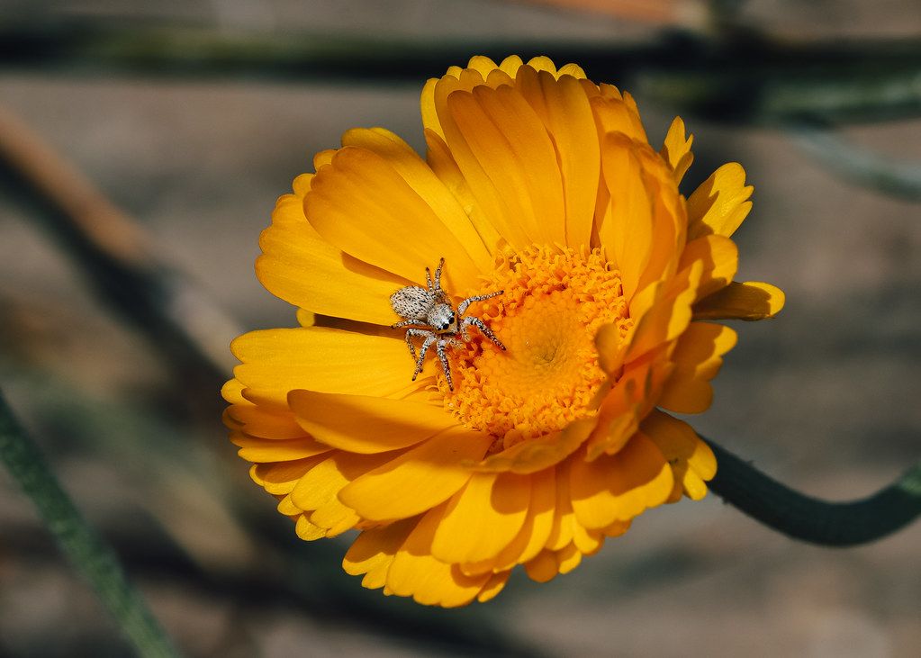 Spider Control service in Kent, WA